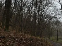 Prodej podílu lesa, Praha, 4596 m2