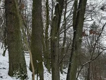 Prodej podílu lesa, Vysoká, 2782 m2