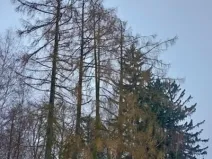 Prodej lesa, Lidmaň, 297 m2