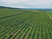 Prodej sadu/vinice, Červené Pečky, 13966 m2