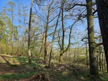 Prodej lesa, Neurazy, 727 m2