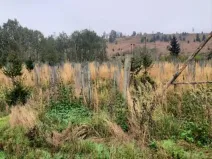 Prodej lesa, Vladislav, 11904 m2