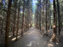 Prodej lesa, Lánov - Horní Lánov, 11269 m2