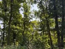 Prodej lesa, Bolehošť, 3558 m2