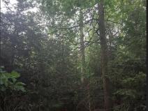 Prodej lesa, Mnich, 3111 m2