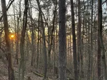 Prodej lesa, Lštění, 4810 m2