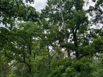 Prodej lesa, Bavorov, 10907 m2