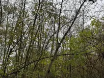 Prodej lesa, Bechlín, 10785 m2