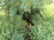 Dražba louky, Staré Buky, 154 m2