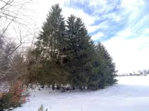 Prodej lesa, Volfířov - Brandlín, 3426 m2