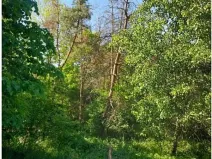 Prodej lesa, Lipník, 2058 m2