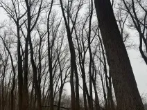 Prodej podílu lesa, Přerov nad Labem, 1596 m2