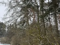Prodej podílu lesa, Boskovštejn, 1959 m2