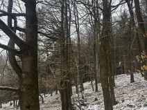 Prodej lesa, Vlčková, 3331 m2