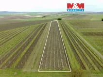 Prodej pole, Velké Bílovice, 3600 m2