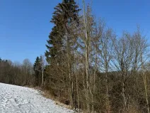 Prodej lesa, Zborov, 6700 m2