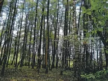 Prodej lesa, Štoky, 6941 m2