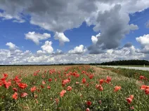Prodej podílu louky, Veselí nad Lužnicí, 456 m2