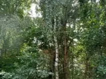 Prodej lesa, Červená Řečice, 150 m2