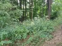 Prodej lesa, Červená Řečice, 136 m2