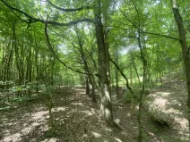 Prodej lesa, Silůvky, 310 m2
