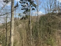 Prodej podílu lesa, Železný Brod, 5530 m2