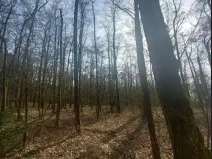 Prodej lesa, Dolní Hořice, 4311 m2