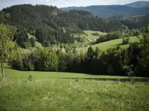 Prodej lesa, Velké Karlovice, 6375 m2
