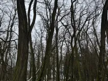 Prodej podílu lesa, Černěves, 892 m2