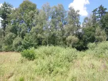 Prodej lesa, Horní Pěna, 3291 m2