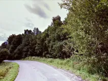 Prodej lesa, Dubnice, 2000 m2
