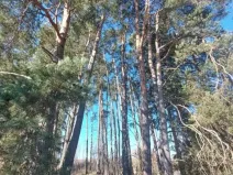 Prodej lesa, Čáslavsko, 1259 m2