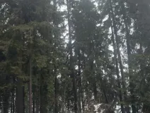 Prodej lesa, Černovice, 2403 m2