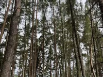 Prodej lesa, Kladruby nad Labem, 11916 m2