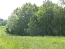 Dražba louky, Pluhův Žďár, 1175 m2