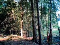 Prodej lesa, Radkovice u Budče, 755 m2