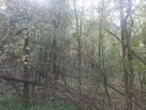 Prodej podílu lesa, Bohuslavice, 11442 m2