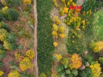 Prodej lesa, Luže - Doly, 4481 m2