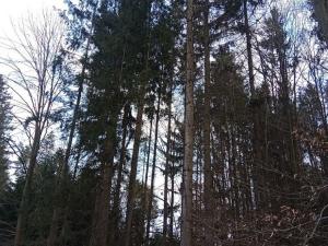 Prodej lesa, Křečovice, 5337 m2