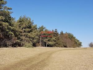 Prodej lesa, Velké Přílepy, 6420 m2