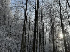 Prodej lesa, Skorošice, 3247 m2