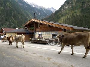 Prodej rodinného domu, Mayrhofen, Rakousko, 550 m2