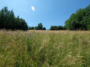 Prodej louky, Vyškovec, 4953 m2