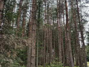 Prodej lesa, Křenovice, 6891 m2