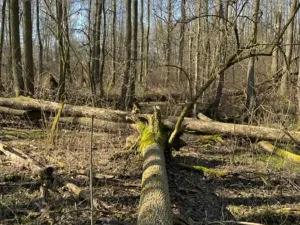 Prodej lesa, Jaroměř, 19275 m2