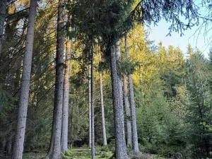 Prodej lesa, Ločenice, 8295 m2