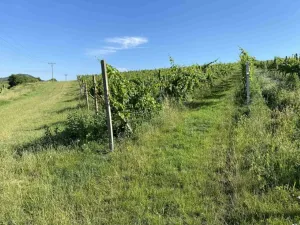 Dražba pozemku, Michalovice, 2647 m2