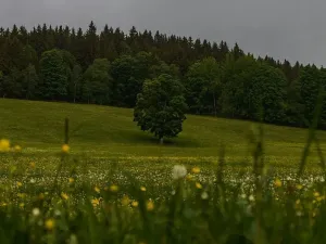 Prodej podílu louky, Útvina, 3314 m2