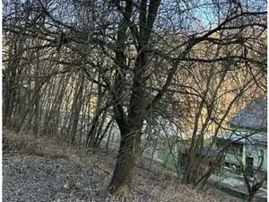 Prodej - jiné, Javorník, 245 m2