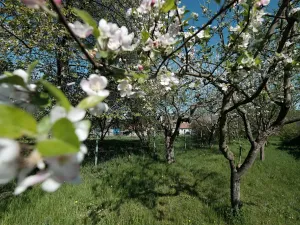 Prodej zahrady, Šumice, 781 m2